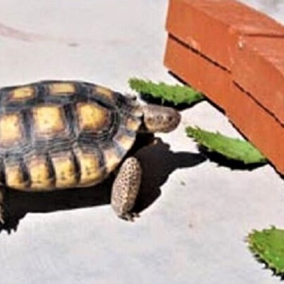 Prickly Pear Cactus 2 ea Spineless Opuntia Decorative Plant and Beauty Regimen. - Picture 10 of 12